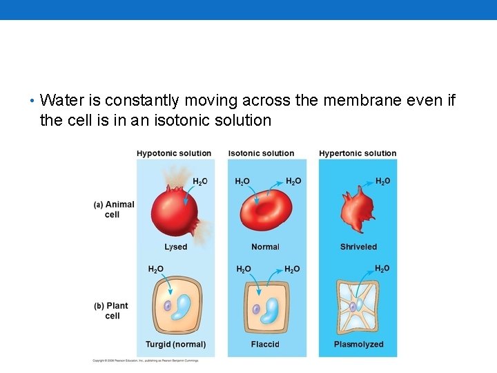  • Water is constantly moving across the membrane even if the cell is