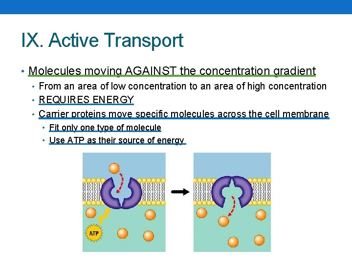 IX. Active Transport • Molecules moving AGAINST the concentration gradient • From an area