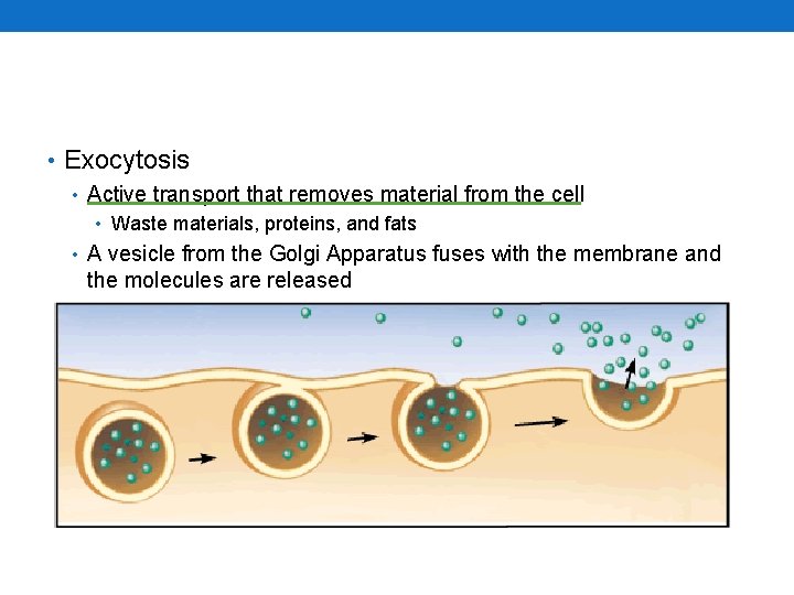 • Exocytosis • Active transport that removes material from the cell • Waste