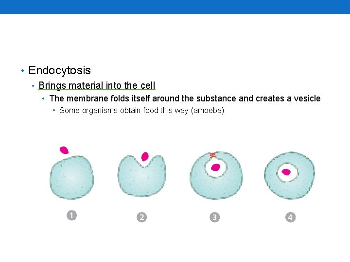  • Endocytosis • Brings material into the cell • The membrane folds itself