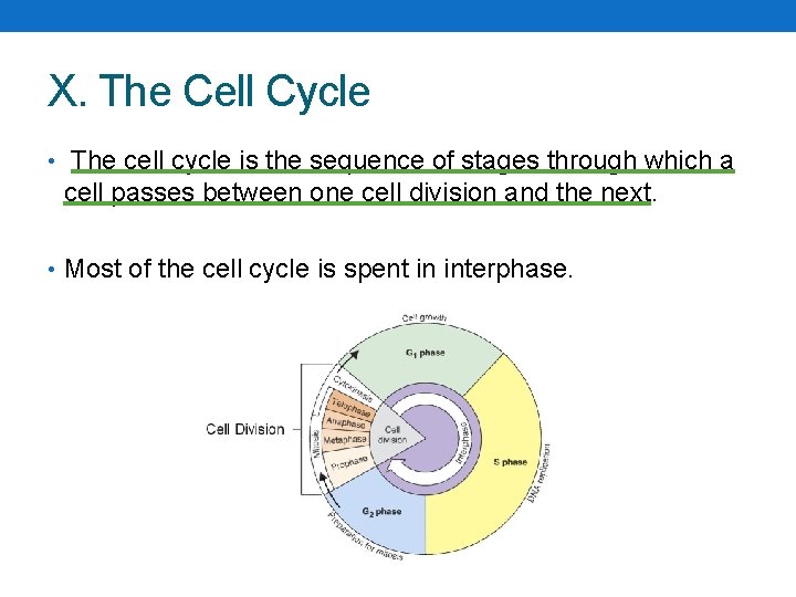 X. The Cell Cycle • The cell cycle is the sequence of stages through