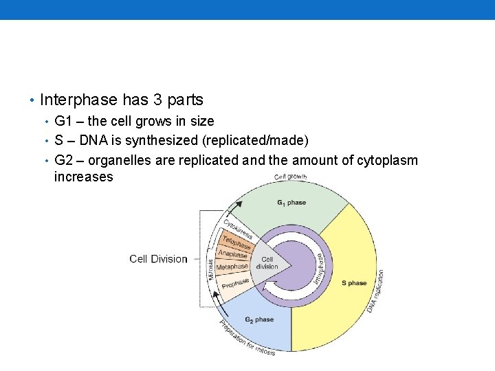  • Interphase has 3 parts • G 1 – the cell grows in