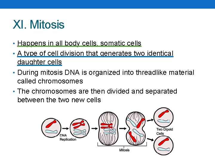 XI. Mitosis • Happens in all body cells, somatic cells • A type of