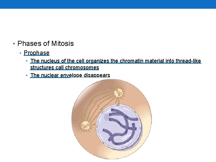  • Phases of Mitosis • Prophase • The nucleus of the cell organizes