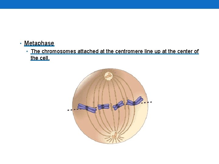  • Metaphase • The chromosomes attached at the centromere line up at the
