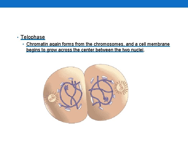  • Telophase • Chromatin again forms from the chromosomes, and a cell membrane