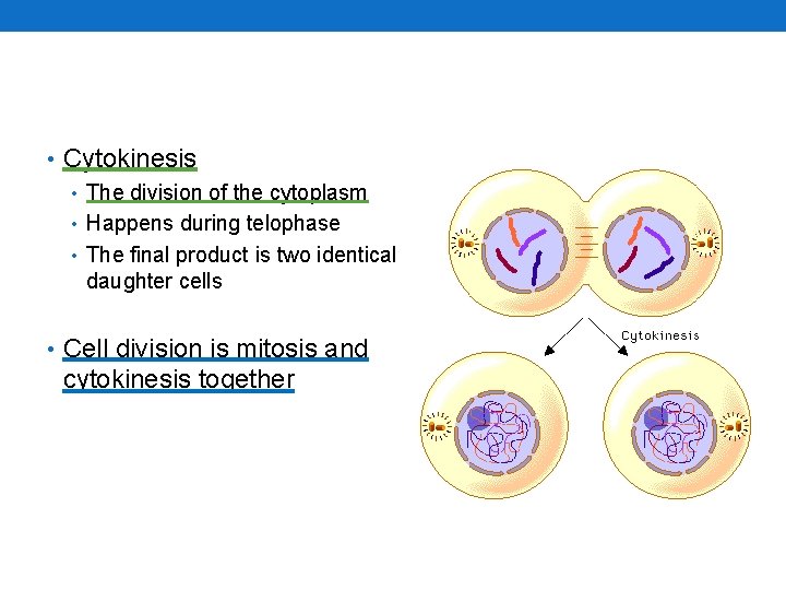  • Cytokinesis • The division of the cytoplasm • Happens during telophase •