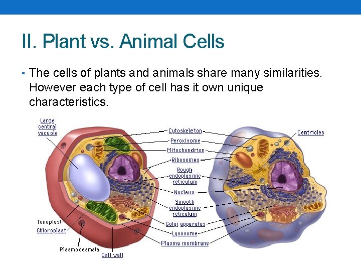 II. Plant vs. Animal Cells • The cells of plants and animals share many