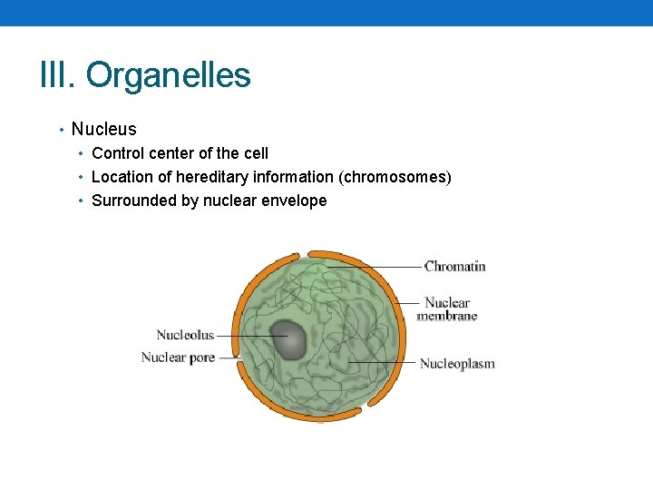 III. Organelles • Nucleus • Control center of the cell • Location of hereditary