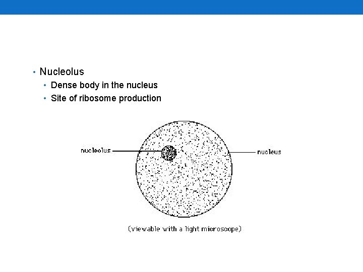  • Nucleolus • Dense body in the nucleus • Site of ribosome production