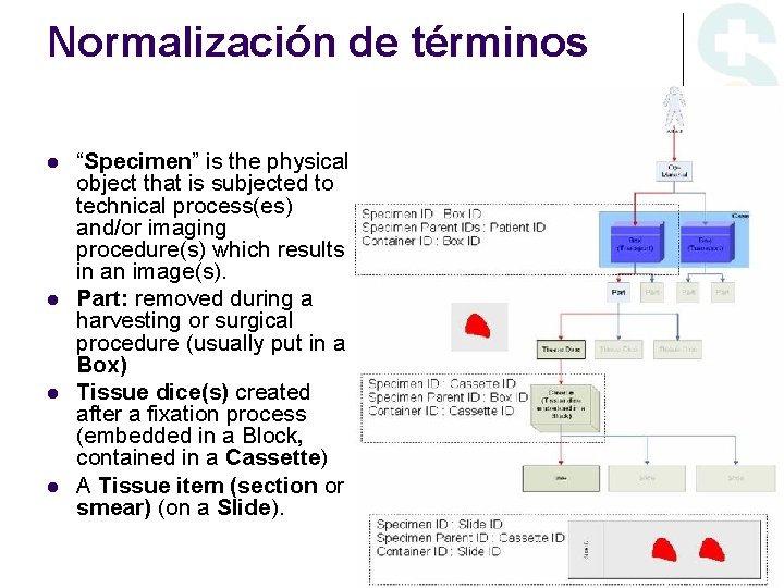 Normalización de términos “Specimen” is the physical object that is subjected to technical process(es)