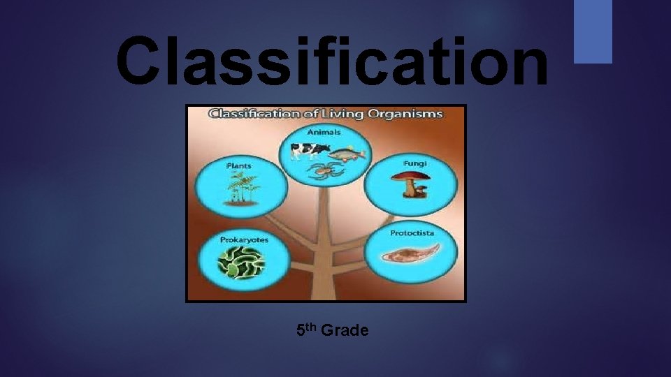 Classification 5 th Grade Classification 5 th Grade