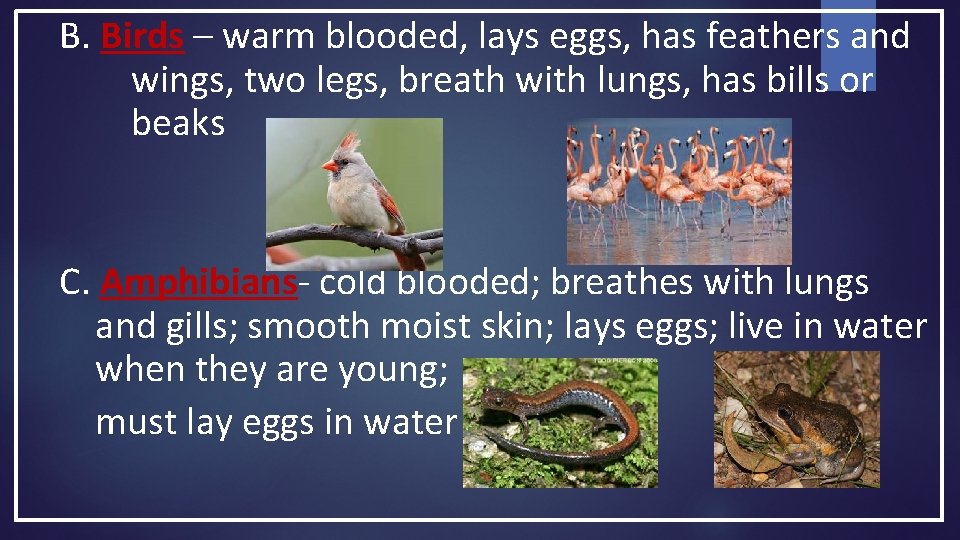 B. Birds – warm blooded, lays eggs, has feathers and wings, two legs, breath B. Birds – warm blooded, lays eggs, has feathers and wings, two legs, breath