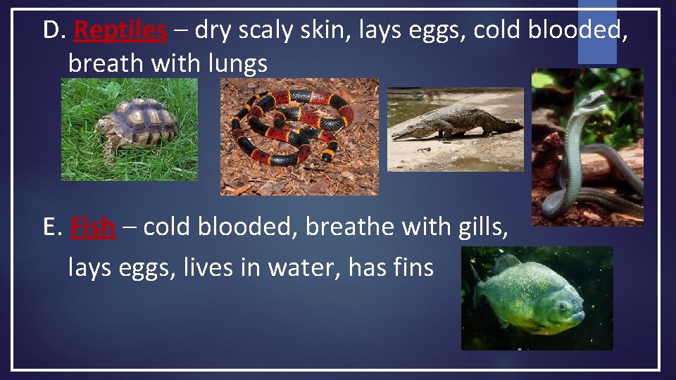 D. Reptiles – dry scaly skin, lays eggs, cold blooded, breath with lungs E. D. Reptiles – dry scaly skin, lays eggs, cold blooded, breath with lungs E.