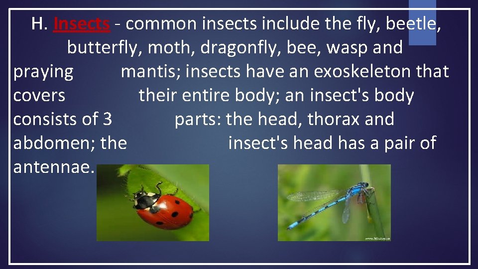 H. Insects - common insects include the fly, beetle, butterfly, moth, dragonfly, bee, wasp H. Insects - common insects include the fly, beetle, butterfly, moth, dragonfly, bee, wasp