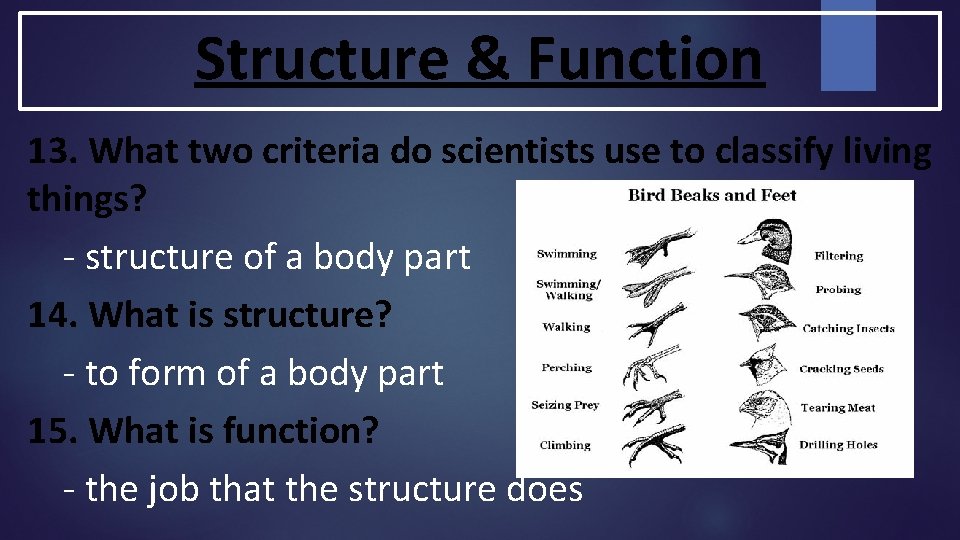 Structure & Function 13. What two criteria do scientists use to classify living things? Structure & Function 13. What two criteria do scientists use to classify living things?