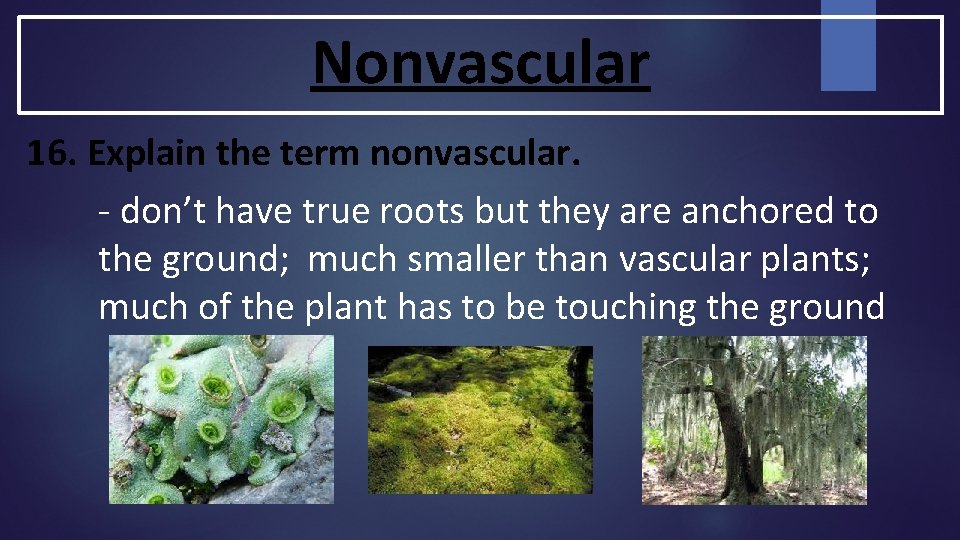 Nonvascular 16. Explain the term nonvascular. - don’t have true roots but they are Nonvascular 16. Explain the term nonvascular. - don’t have true roots but they are