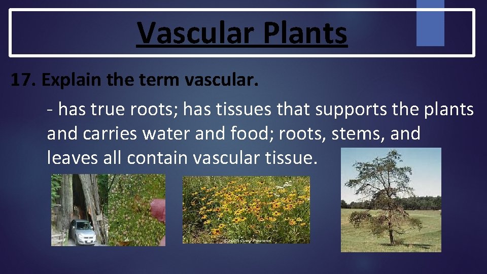 Vascular Plants 17. Explain the term vascular. - has true roots; has tissues that Vascular Plants 17. Explain the term vascular. - has true roots; has tissues that
