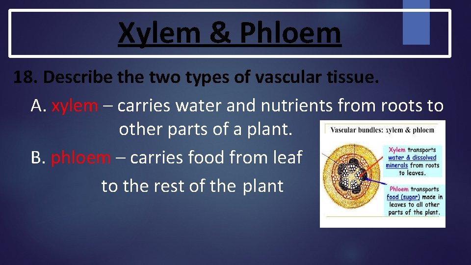 Xylem & Phloem 18. Describe the two types of vascular tissue. A. xylem – Xylem & Phloem 18. Describe the two types of vascular tissue. A. xylem –