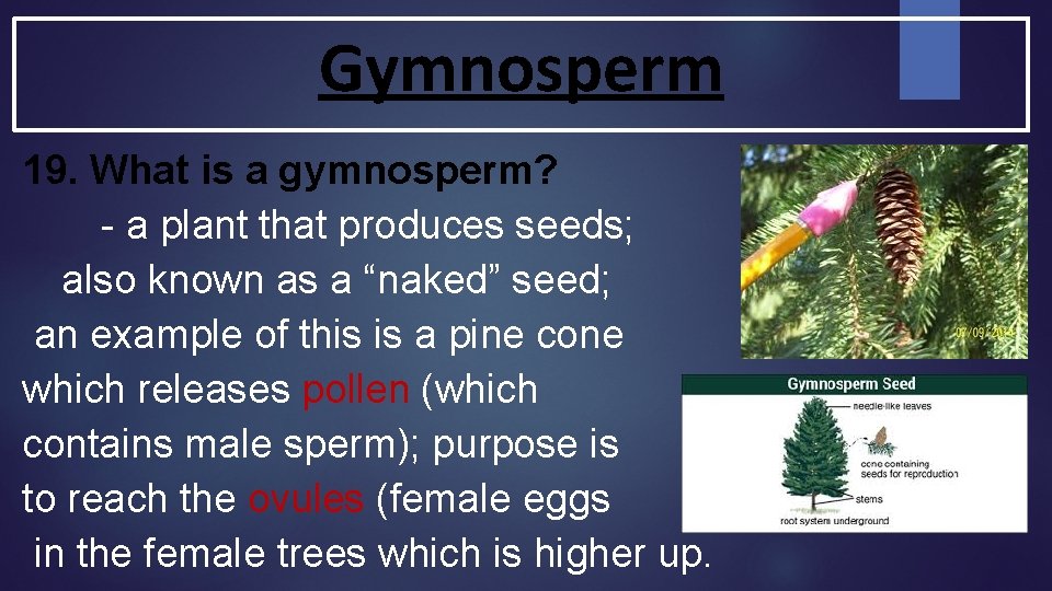 Gymnosperm 19. What is a gymnosperm? - a plant that produces seeds; also known Gymnosperm 19. What is a gymnosperm? - a plant that produces seeds; also known