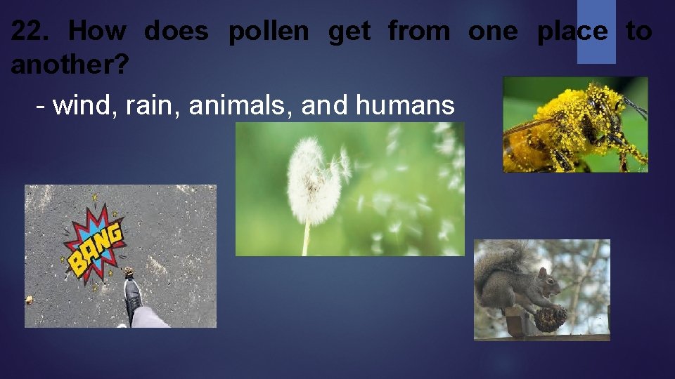 22. How does pollen get from one place to another? - wind, rain, animals, 22. How does pollen get from one place to another? - wind, rain, animals,