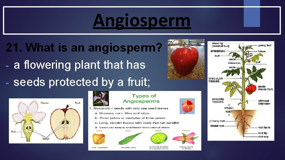 Angiosperm 21. What is an angiosperm? - a flowering plant that has - seeds Angiosperm 21. What is an angiosperm? - a flowering plant that has - seeds