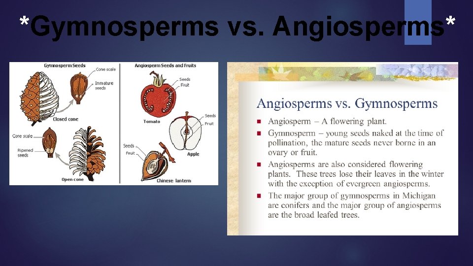 *Gymnosperms vs. Angiosperms* *Gymnosperms vs. Angiosperms*