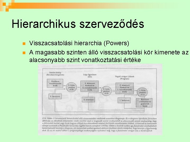 Hierarchikus szerveződés n n Visszacsatolási hierarchia (Powers) A magasabb szinten álló visszacsatolási kör kimenete