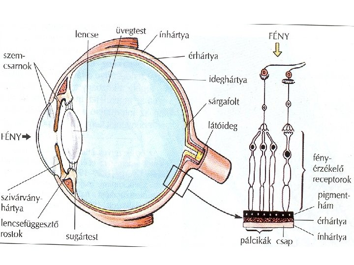 az emberi látás mértéke dokumentumok a PMPK számára a látásról