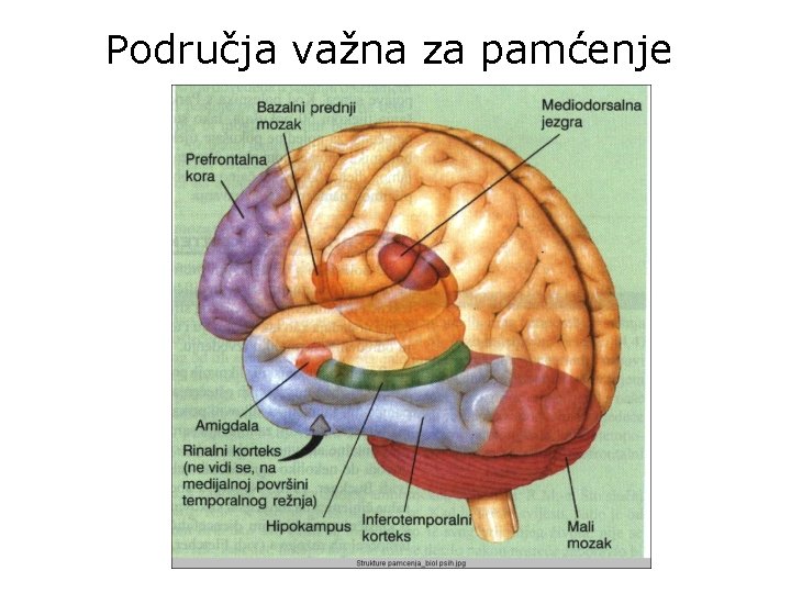 Područja važna za pamćenje 