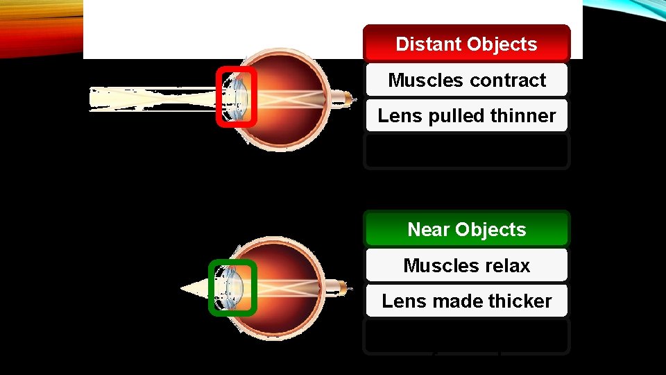Distant Objects Muscles contract Lens pulled thinner Focus shifts back Near Objects Muscles relax