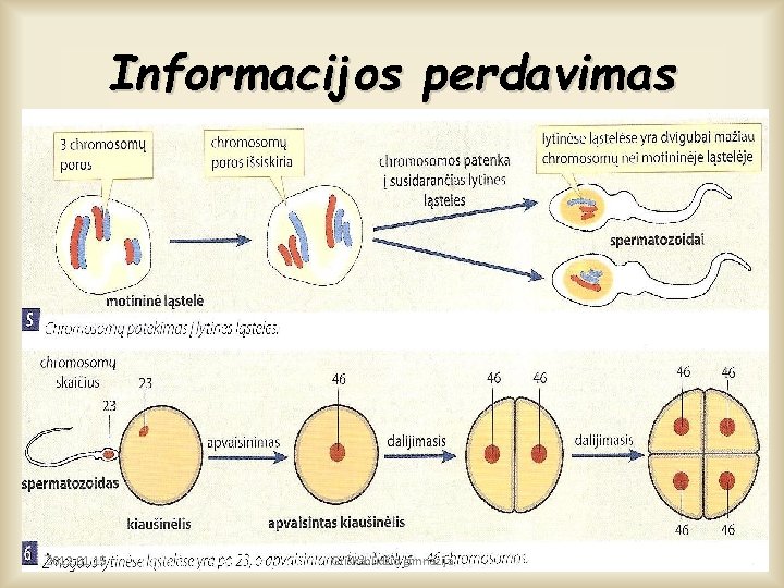 Informacijos perdavimas 2012. 01. 15 Griškabūdžio gimnazija 