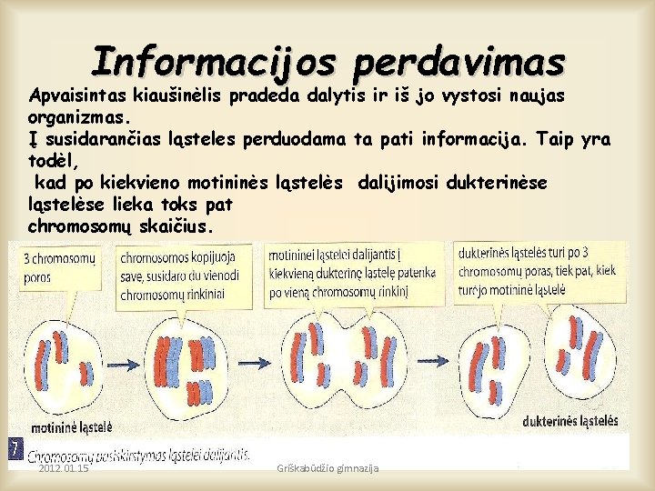 Informacijos perdavimas Apvaisintas kiaušinėlis pradeda dalytis ir iš jo vystosi naujas organizmas. Į susidarančias