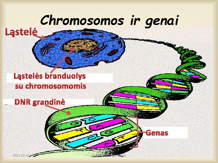 Ląstelė Chromos ir genai Ląstelės branduolys su chromosomomis DNR grandinė Genas 2012. 01. 15