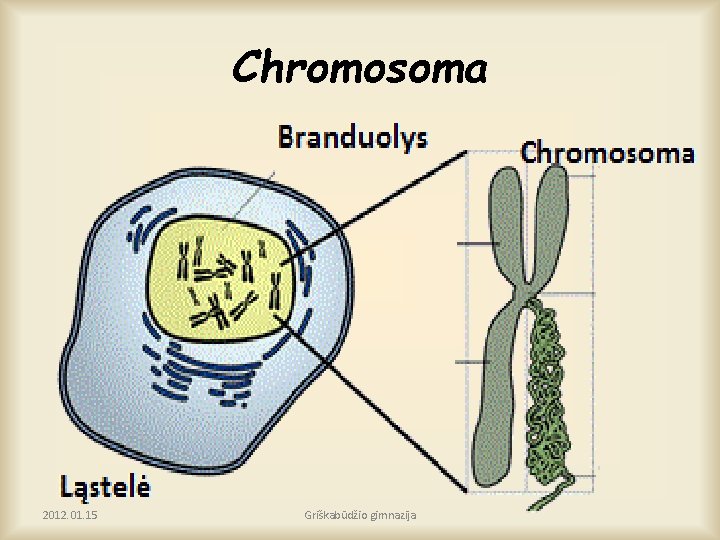 Chromosoma 2012. 01. 15 Griškabūdžio gimnazija 