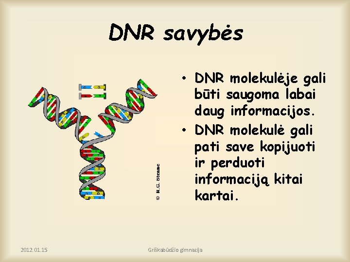 DNR savybės • DNR molekulėje gali būti saugoma labai daug informacijos. • DNR molekulė