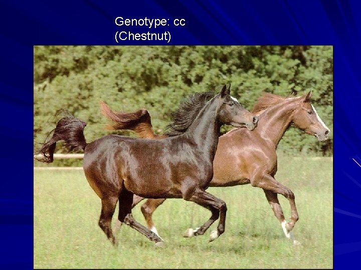 Genotype: cc (Chestnut) 