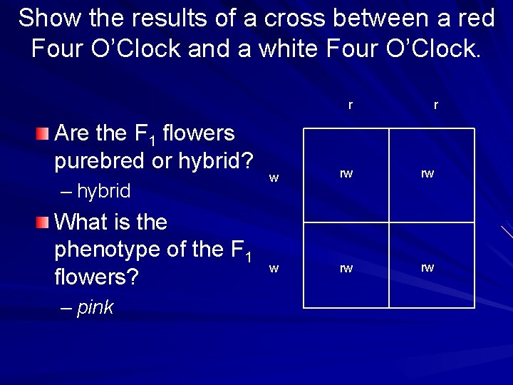 Show the results of a cross between a red Four O’Clock and a white