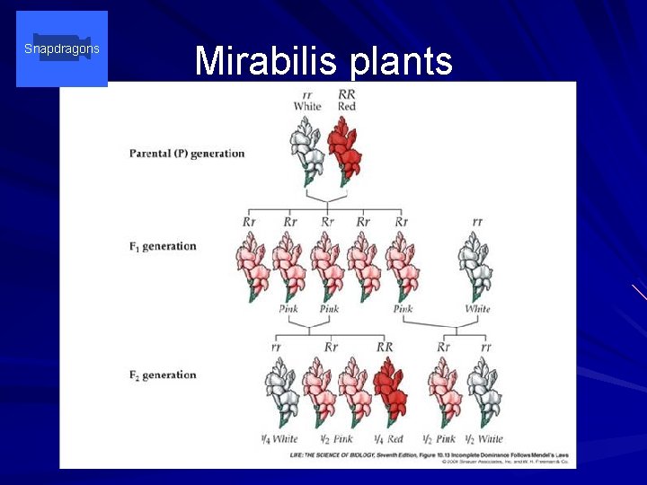 Snapdragons Mirabilis plants 