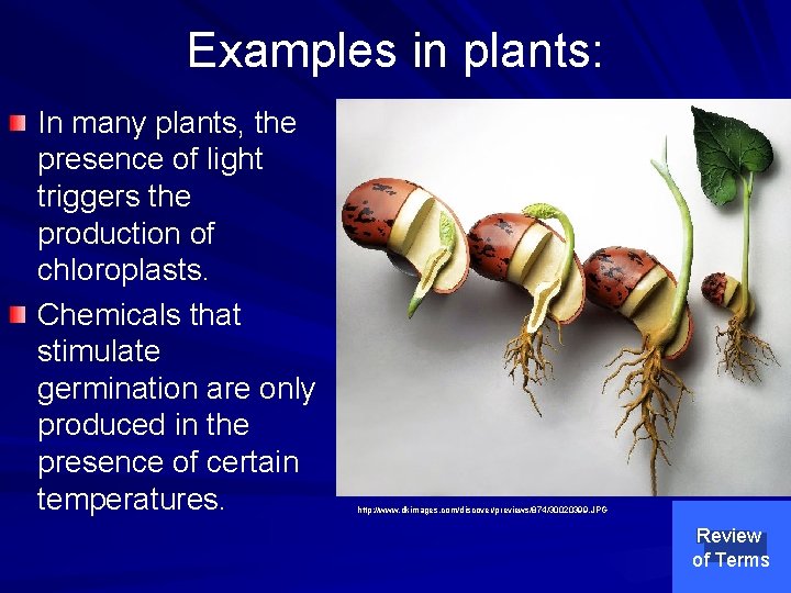 Examples in plants: In many plants, the presence of light triggers the production of