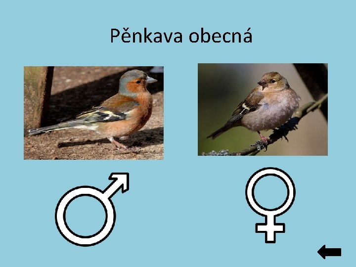 Pěnkava obecná Pěnkava obecná