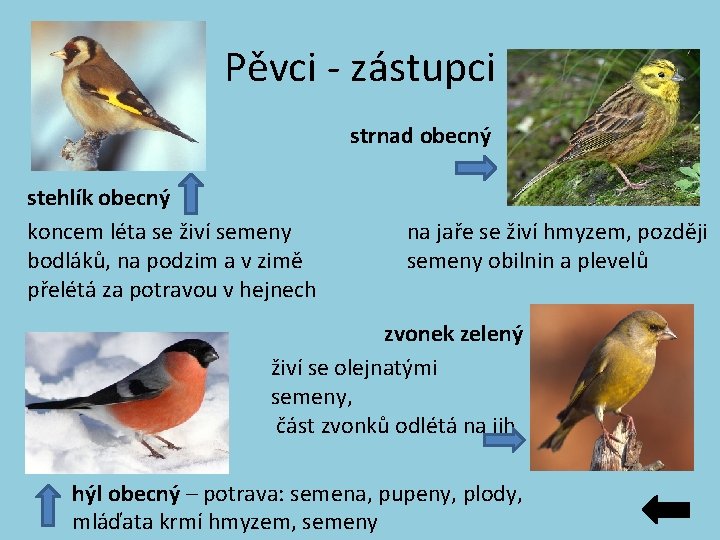 Pěvci - zástupci strnad obecný stehlík obecný koncem léta se živí semeny bodláků, na Pěvci - zástupci strnad obecný stehlík obecný koncem léta se živí semeny bodláků, na