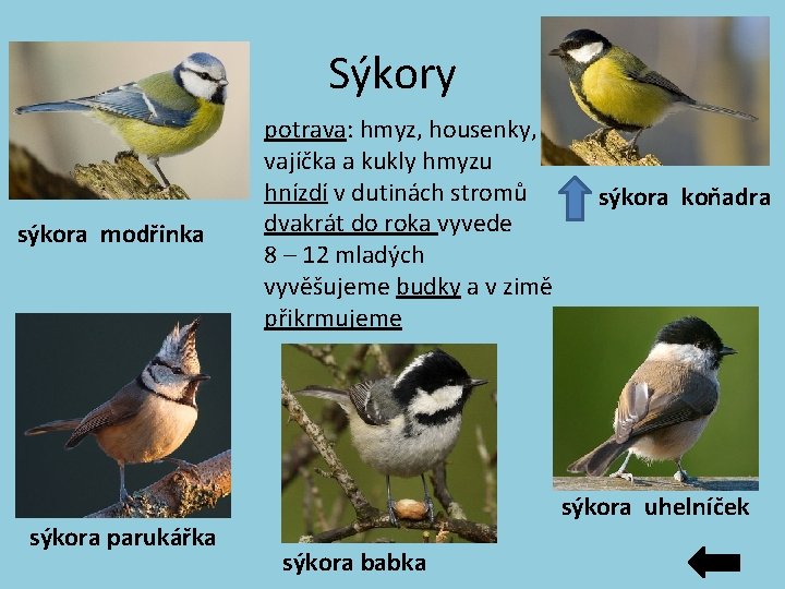 Sýkory sýkora modřinka sýkora parukářka potrava: hmyz, housenky, vajíčka a kukly hmyzu hnízdí v Sýkory sýkora modřinka sýkora parukářka potrava: hmyz, housenky, vajíčka a kukly hmyzu hnízdí v