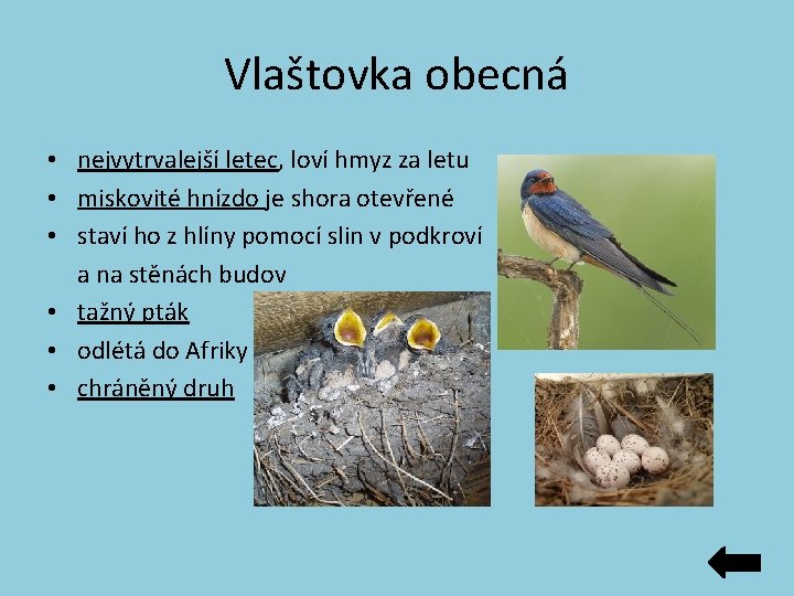Vlaštovka obecná • nejvytrvalejší letec, loví hmyz za letu • miskovité hnízdo je shora Vlaštovka obecná • nejvytrvalejší letec, loví hmyz za letu • miskovité hnízdo je shora