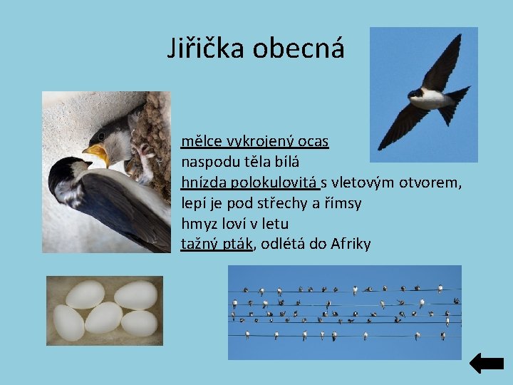Jiřička obecná mělce vykrojený ocas naspodu těla bílá hnízda polokulovitá s vletovým otvorem, lepí Jiřička obecná mělce vykrojený ocas naspodu těla bílá hnízda polokulovitá s vletovým otvorem, lepí