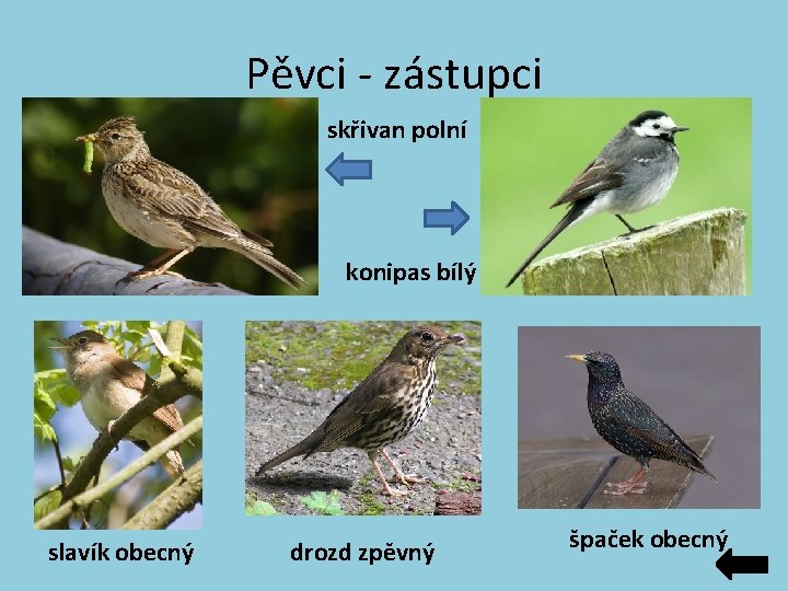 Pěvci - zástupci skřivan polní konipas bílý slavík obecný drozd zpěvný špaček obecný Pěvci - zástupci skřivan polní konipas bílý slavík obecný drozd zpěvný špaček obecný
