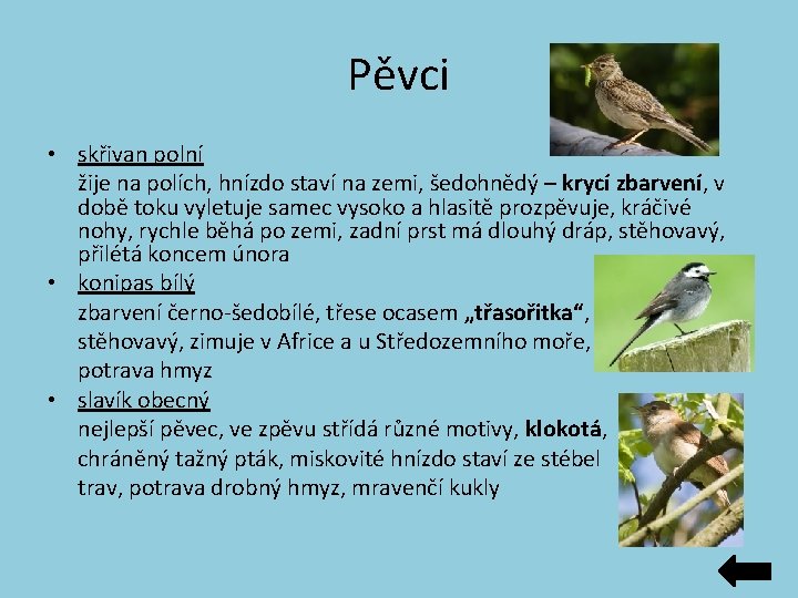 Pěvci • skřivan polní žije na polích, hnízdo staví na zemi, šedohnědý – krycí Pěvci • skřivan polní žije na polích, hnízdo staví na zemi, šedohnědý – krycí