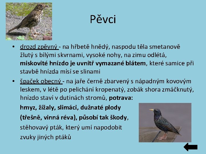 Pěvci • drozd zpěvný - na hřbetě hnědý, naspodu těla smetanově žlutý s bílými Pěvci • drozd zpěvný - na hřbetě hnědý, naspodu těla smetanově žlutý s bílými