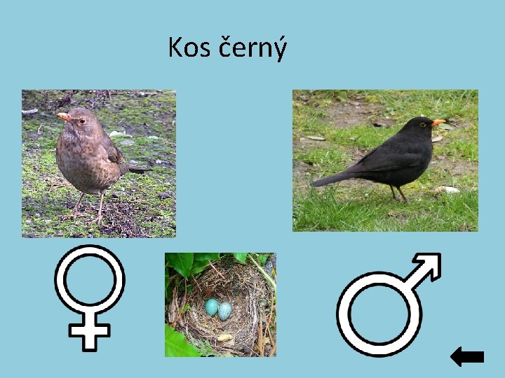 Kos černý Kos černý