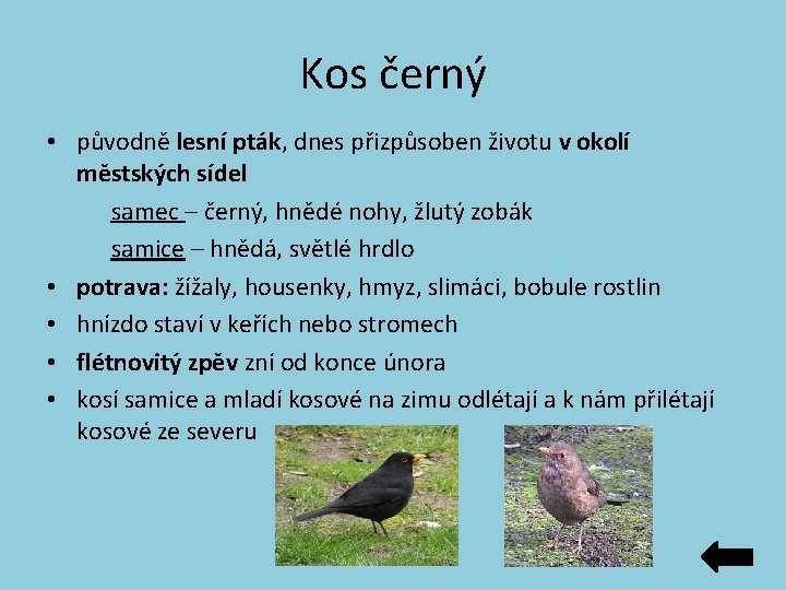 Kos černý • původně lesní pták, dnes přizpůsoben životu v okolí městských sídel samec Kos černý • původně lesní pták, dnes přizpůsoben životu v okolí městských sídel samec